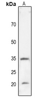 WB - Anti-CD274 Antibody AP60240